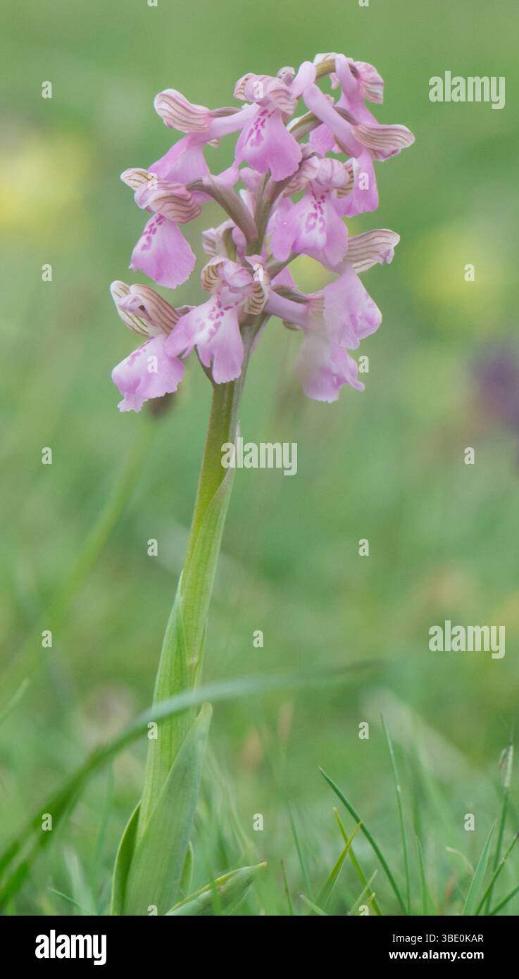 Green Winged Orchid (Anacamptis morio) scattato ai lotti di Silverdale, Lancashire, Regno Unito il 5 maggio 2025. Foto Stock