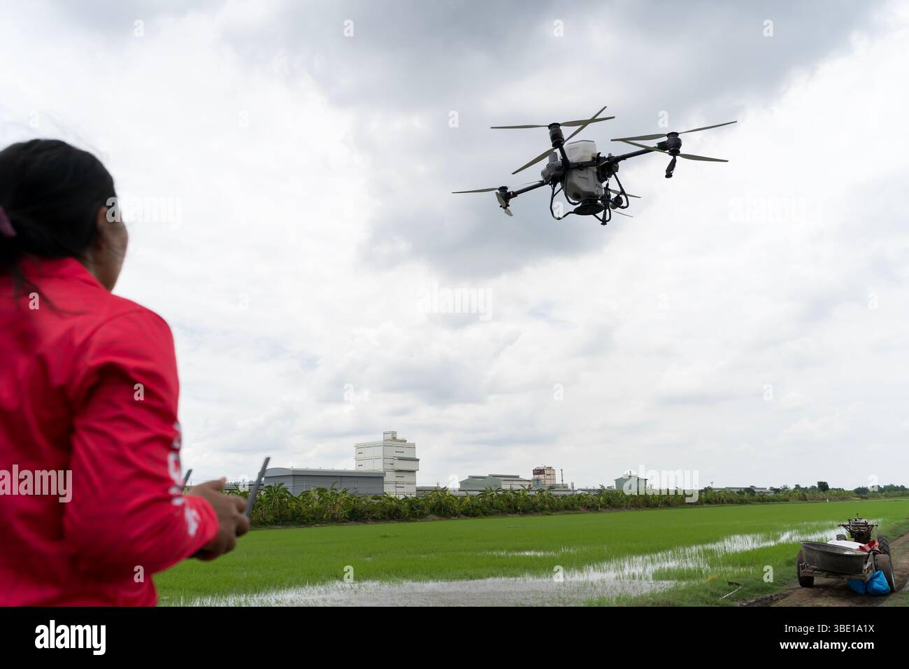 Drone che vola sopra un rigoglioso campo di riso verde mentre una donna contadina lo gestisce utilizzando un telecomando. Concetto di agricoltura intelligente, agricoltura di precisione, coltura Foto Stock Drone che vola sopra un rigoglioso campo di riso verde mentre una donna contadina lo gestisce utilizzando un telecomando. Concetto di agricoltura intelligente, agricoltura di precisione, coltura Foto Stock