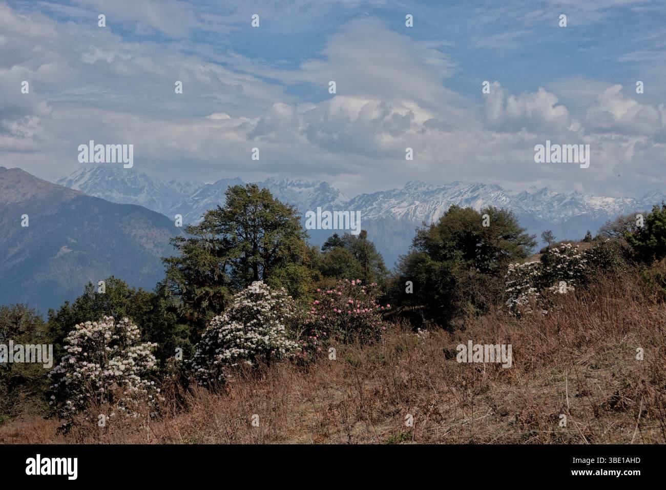 Rododendri e panorama alpino, Tamang Heritage Trail, Nagthali, Nepal Foto Stock