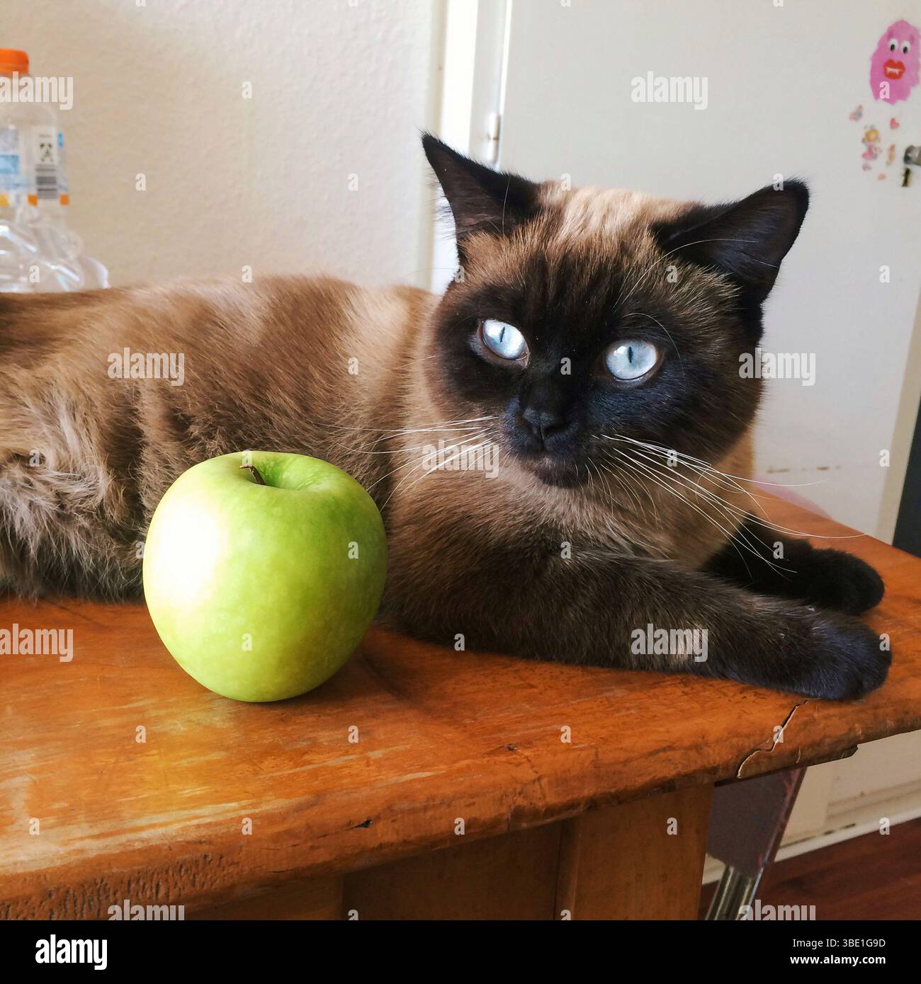 Un gatto siamese con occhi azzurri sorprendenti si accosta accanto a una mela verde fresca su un tavolo di legno, mescolando carezza e contrasto. Foto Stock