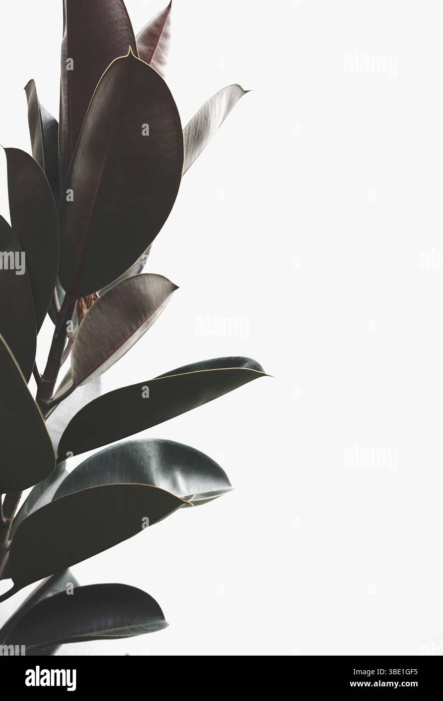 Gomma naturale vegetale botanica contro parete bianca fondo astratto verticale organico Foto Stock