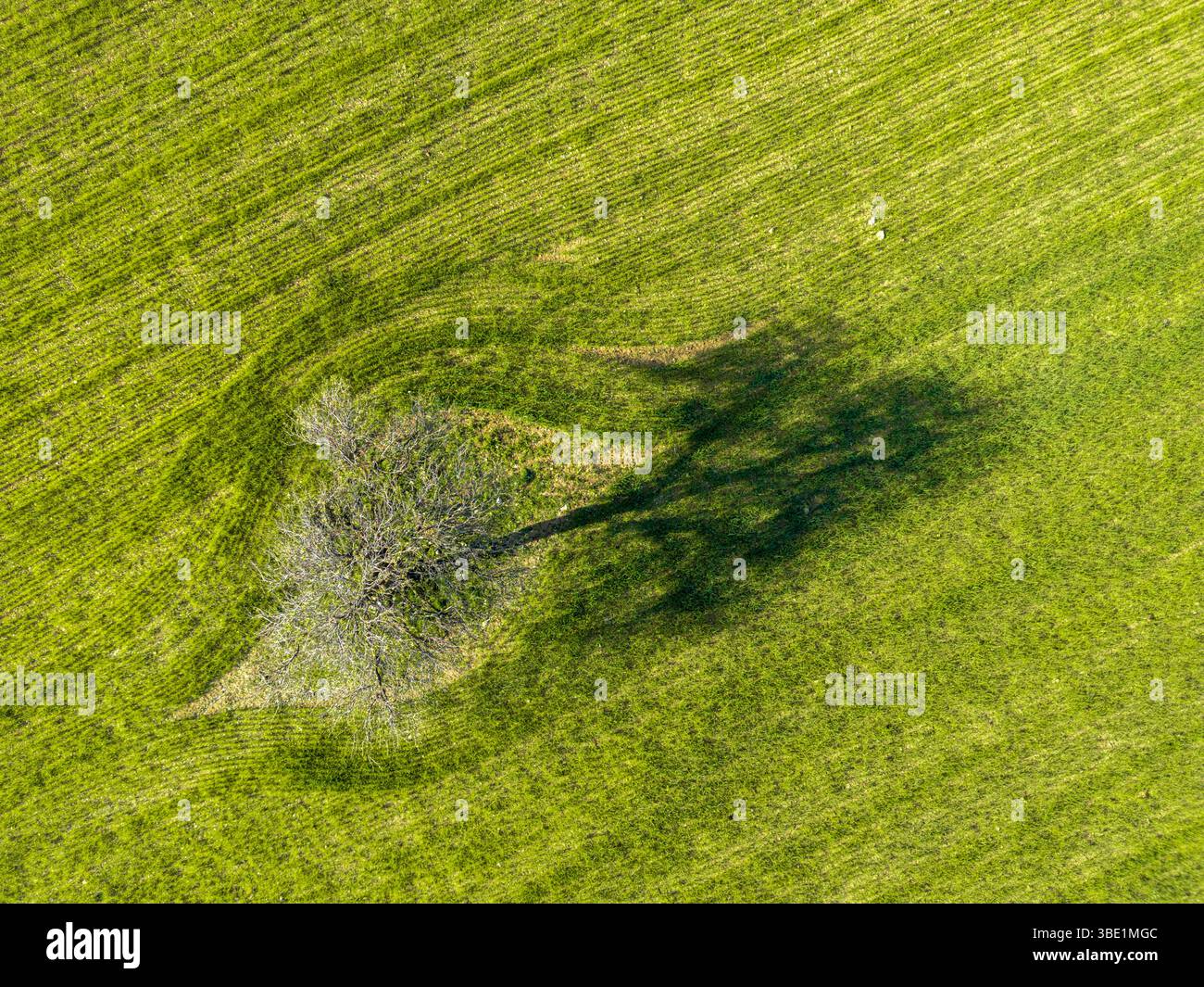 Vista aerea dall'alto verso il basso di un campo con un albero solitario Foto Stock