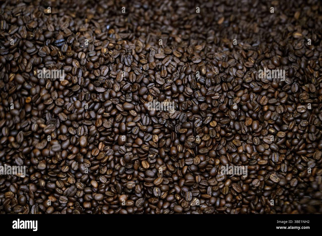 Chicchi di caffè alla torrefazione K.W Karlbergs. Foto: Jessica Gow / TT / codice 10070 Foto Stock