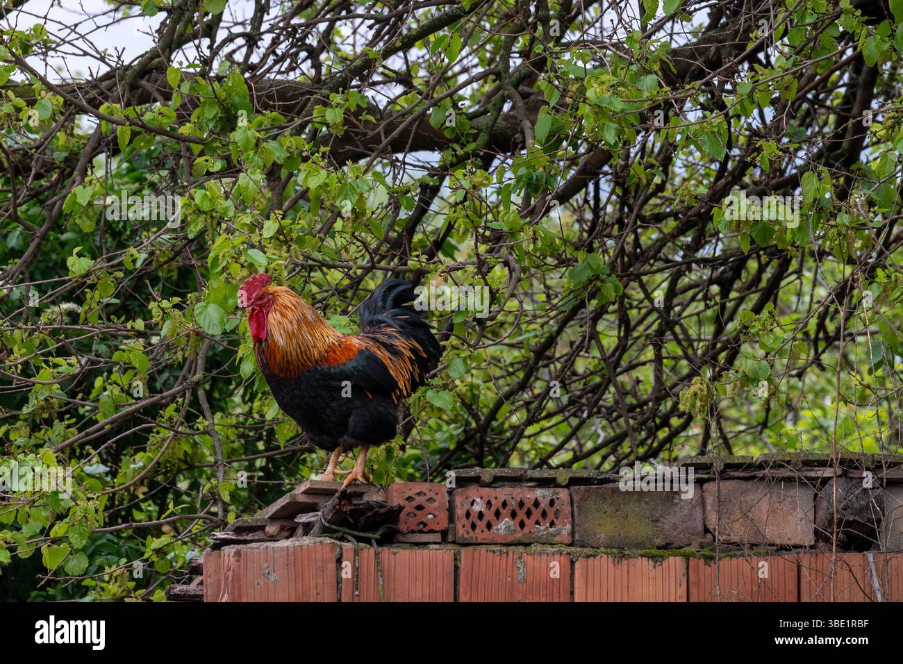 Il vigile Gallo Foto Stock