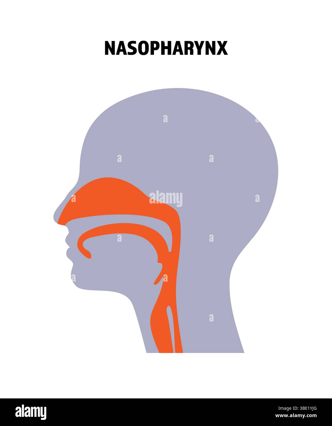 Illustrazione nasofaringea, passaggi nasali e gola che si collegano al sistema respiratorio. Foto Stock