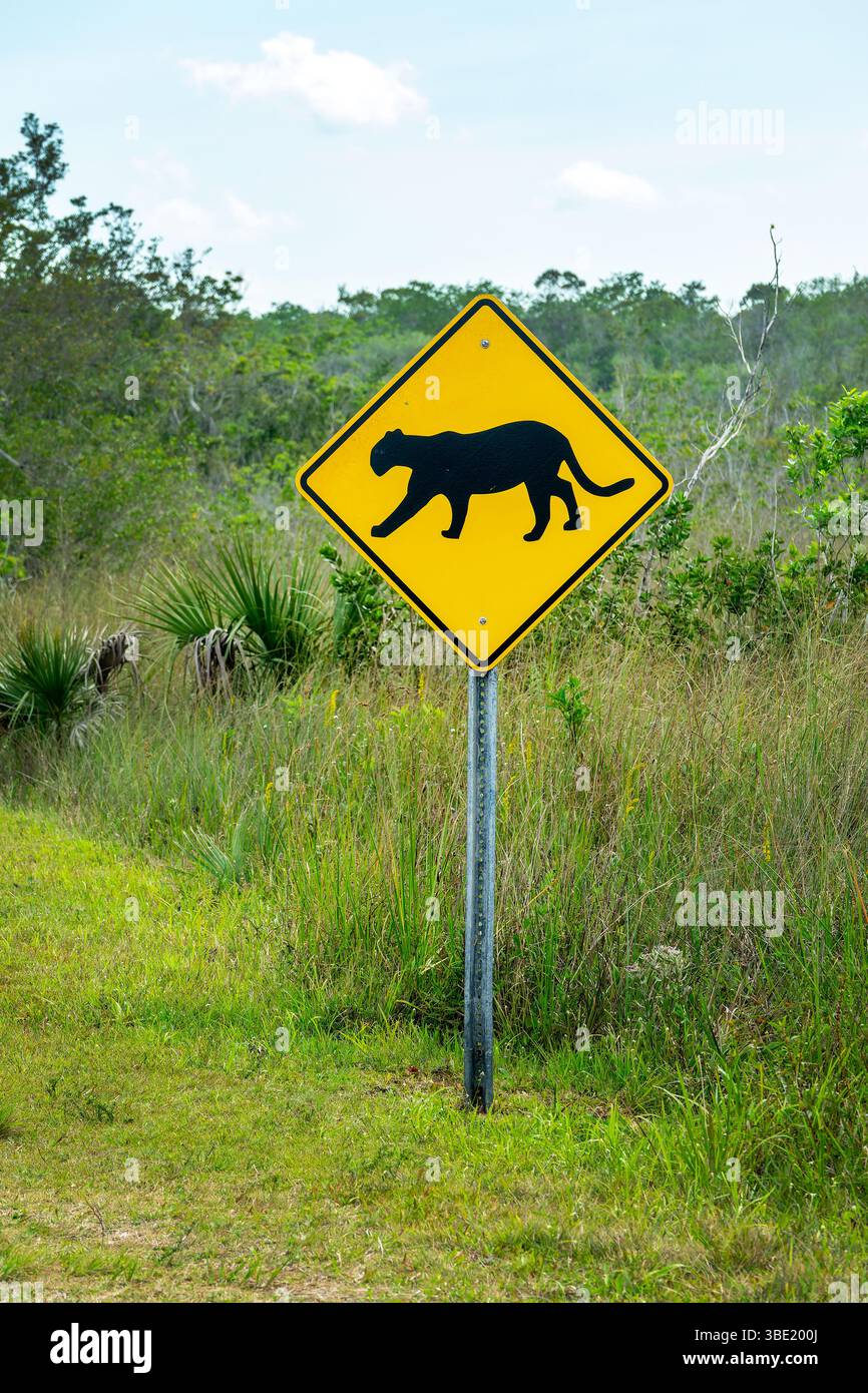 Cartello di attraversamento della Florida Panther nel Parco Nazionale delle Everglades, fauna selvatica della Florida Foto Stock