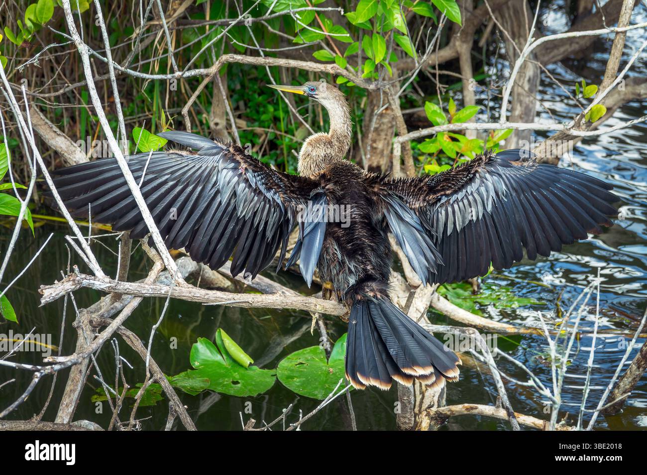 Primo piano di un Anhinga che spalanca le ali, birdwatching sul sentiero di Anhinga nel Parco Nazionale delle Everglades, fauna selvatica della Florida Foto Stock