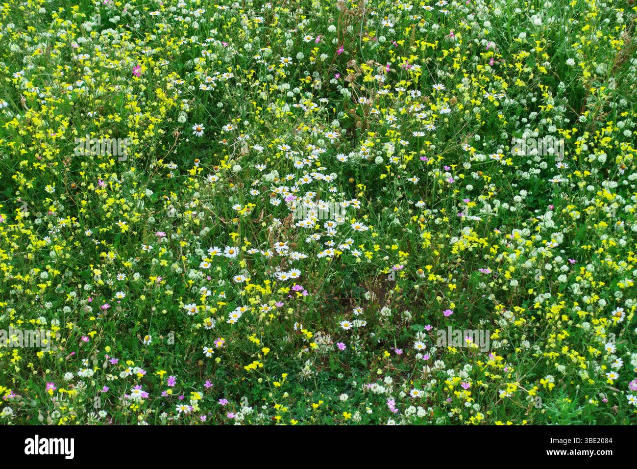 prato in fiore di crocifere gialle margherite bianche in una radura del bosco di Prato Fiorito, Parco dell'Etna, Sicilia, Italia Foto Stock