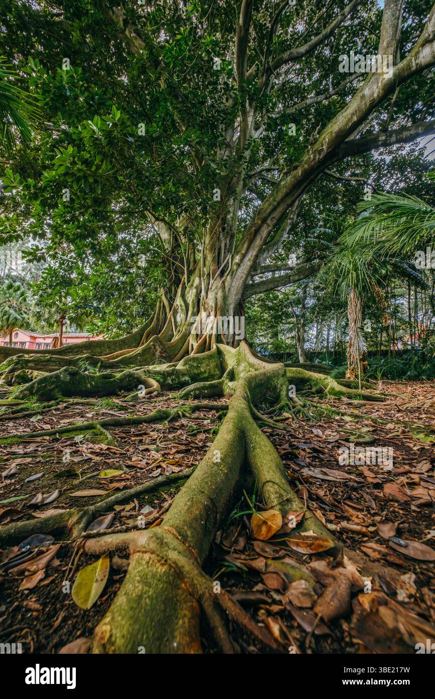 Intricata rete di radici esposte e tronco testurizzato di un grande albero delle Azzorre. Struttura botanica unica, presenza potente, corteccia dettagliata, naturale Foto Stock