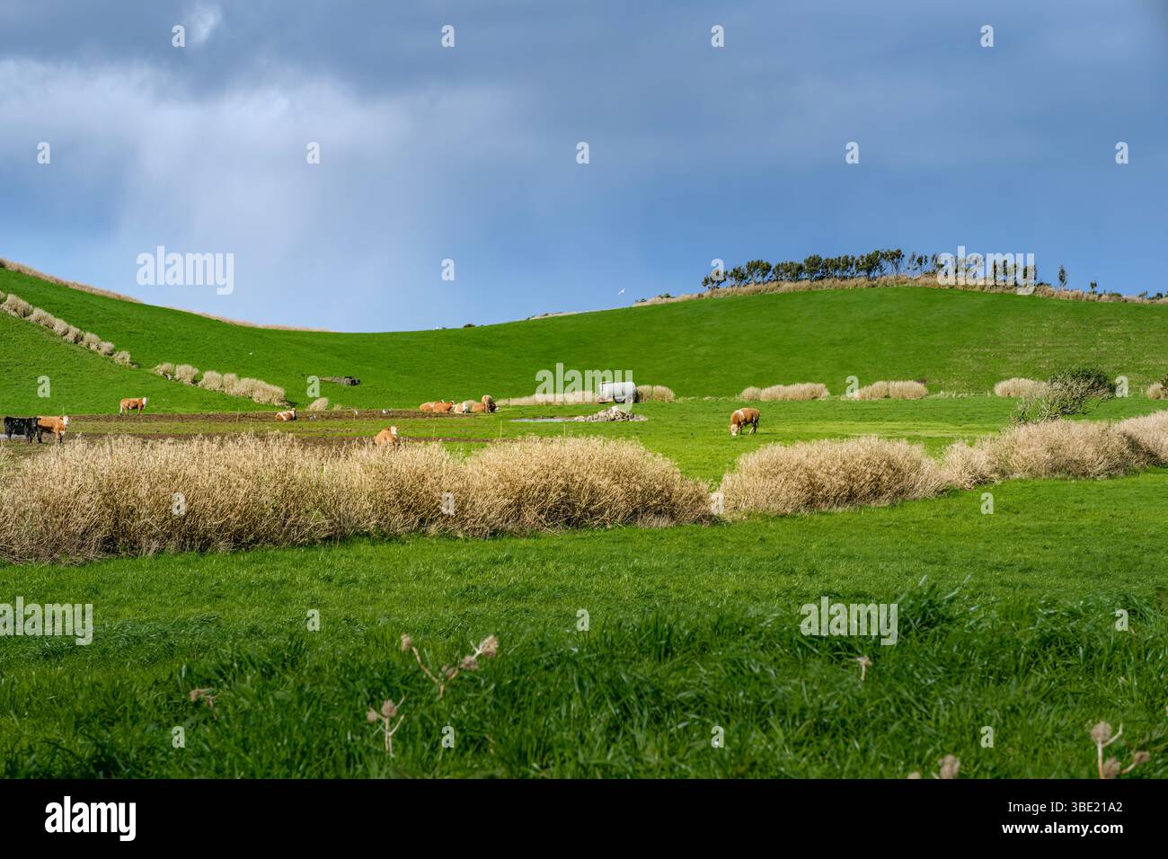 Ampi pascoli verdi con mucche da pascolo su Rolling Hills sotto Dynamic Sky. Paesaggio rurale, agricoltura, campagna tranquilla, ambiente naturale Foto Stock