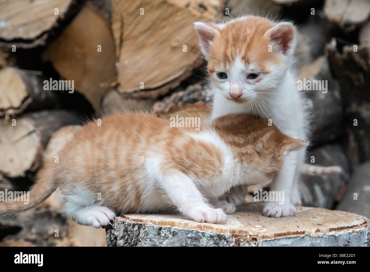 Due adorabili gattini arancioni e bianchi esplorano un ceppo di alberi vicino alla legna da ardere impilata Foto Stock