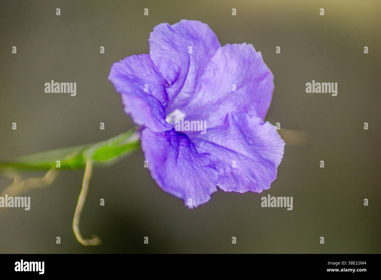 splendida vista mattutina sulla spiaggia panoramica indonesiana con colori di bellezza e luce naturale del cielo Foto Stock