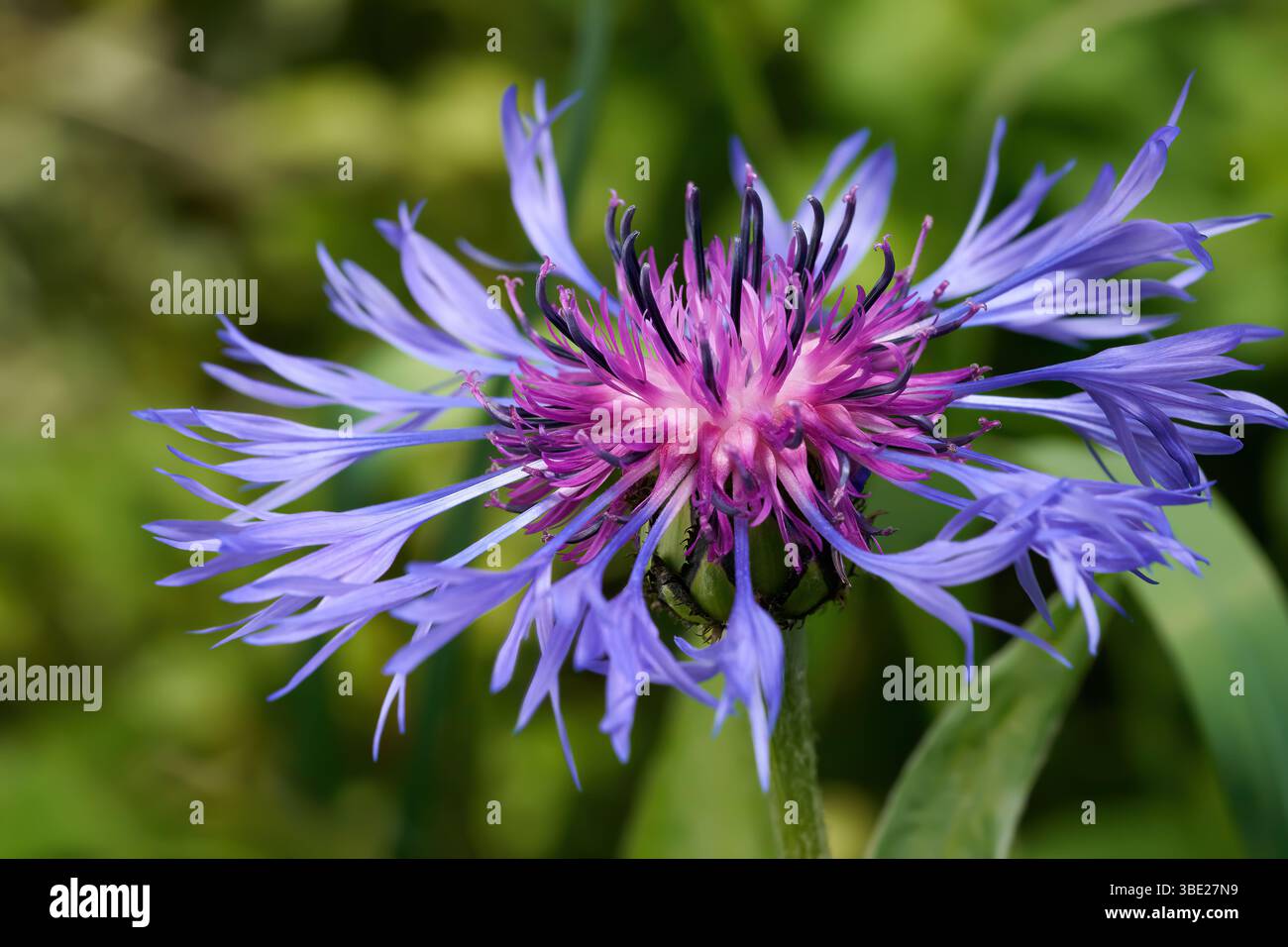 Cornflower, Montane Knapweed, Mountain Bluet (Cyanus montanus, Centaurea montana) Foto Stock
