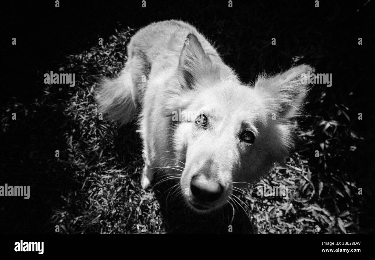 Bellissimo pastore tedesco bianco e oro Foto Stock