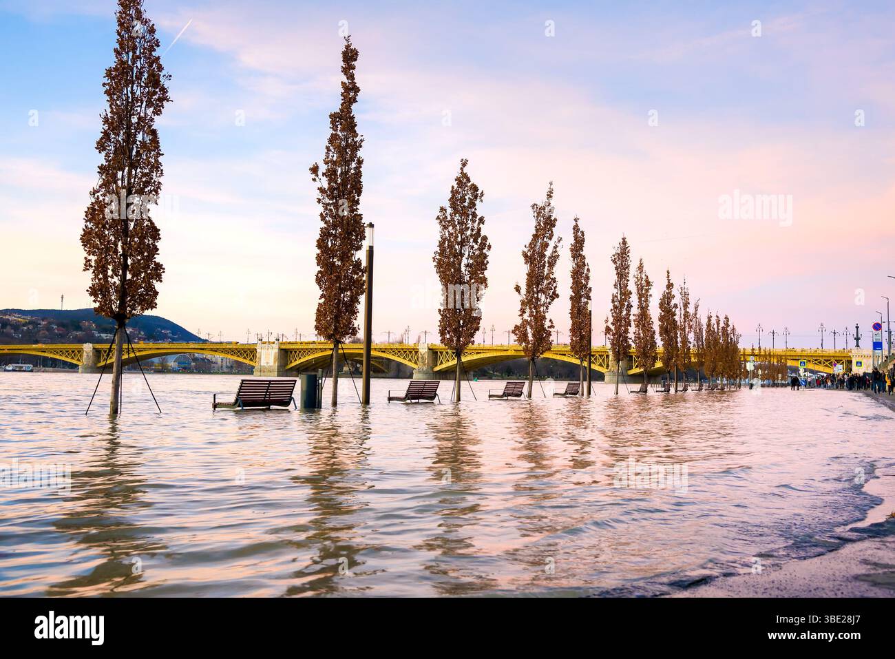 Una fila di alberi nel fiume ha traboccato le sue rive Foto Stock