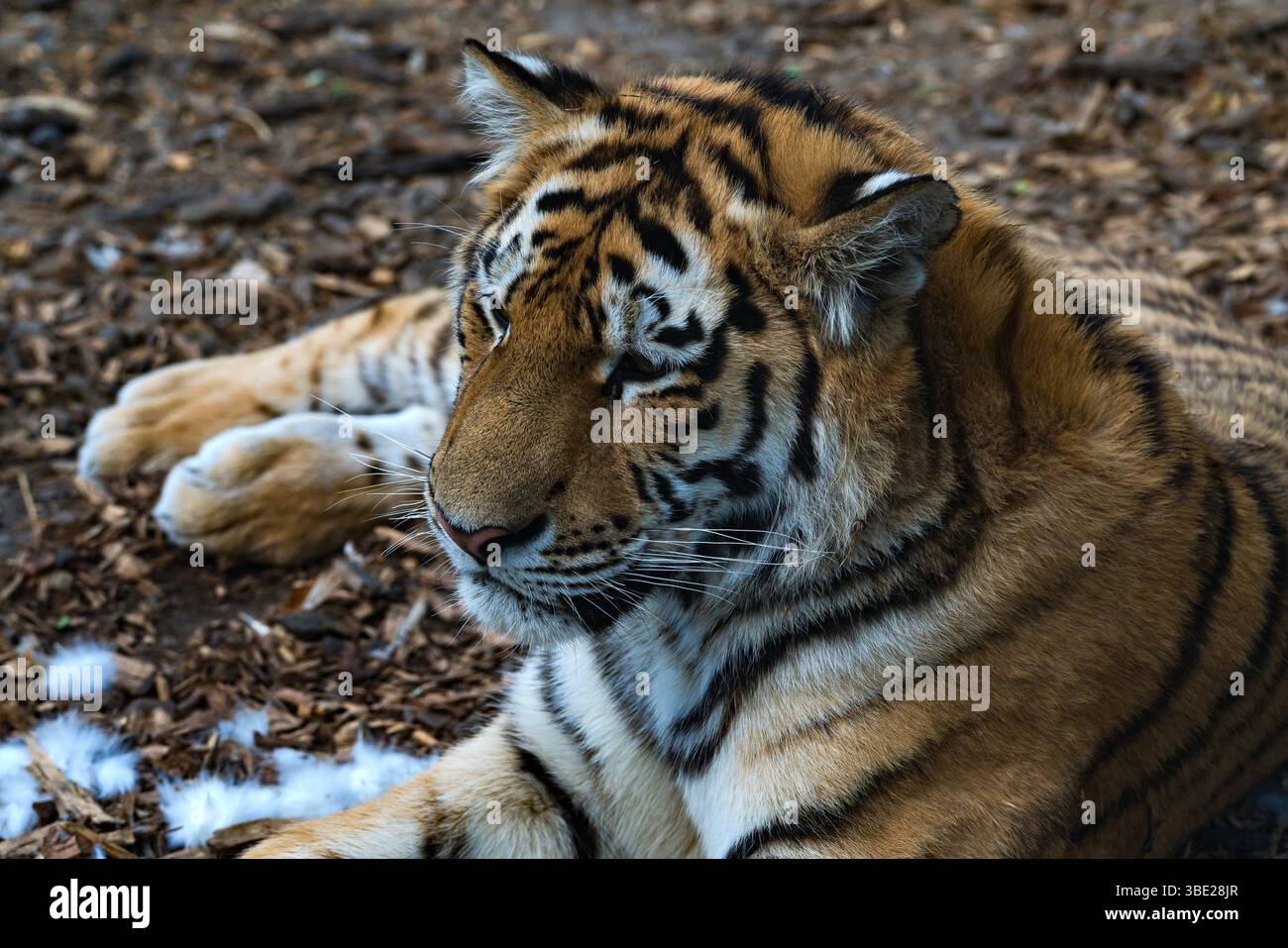 Una grande tigre giace comodamente a terra, circondata da corteccia tritata e da alcuni macchie di neve. I motivi in pelliccia e lo sguardo mirato si riflettono Foto Stock