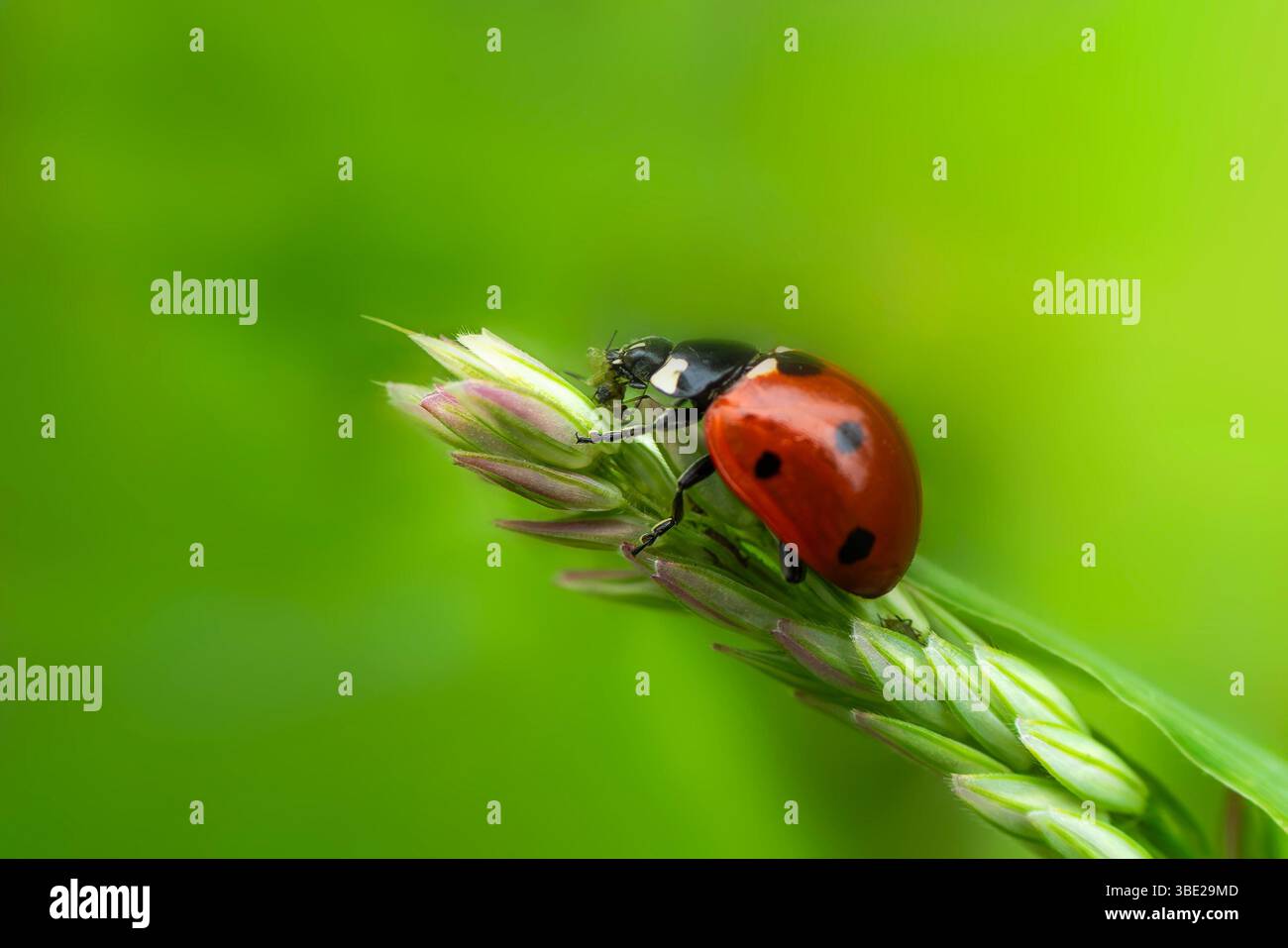 coccinella septempunctata con sette macchie che mangiano un afide su una pianta a stelo di grano con semi d'erba in primavera estate comunemente nota come uccello cocciniglia Foto Stock