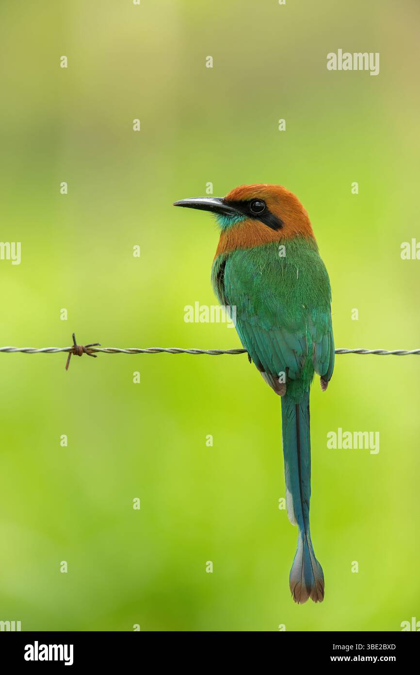 Il motmot a becco grosso, Electron platyrhynchum, è un uccello della famiglia Momotidae Foto Stock