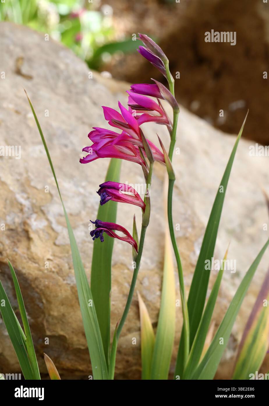Gladiolus selvatico, Gladiolus illyricus, Iridaceae. Europa mediterranea. Il Gladiolus illyricus, il gladiolus selvatico, è una pianta in fiore. Foto Stock