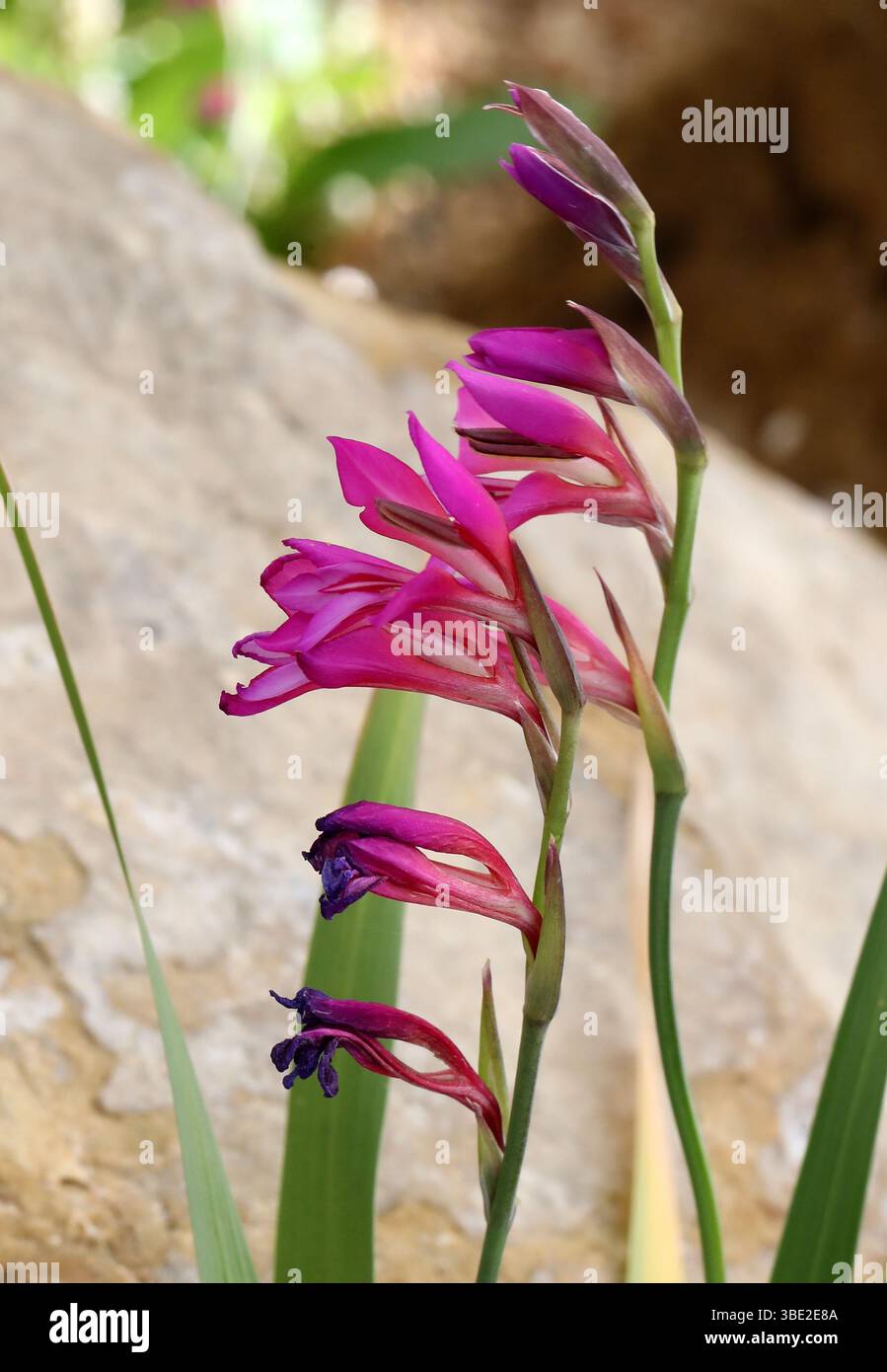 Gladiolus selvatico, Gladiolus illyricus, Iridaceae. Europa mediterranea. Il Gladiolus illyricus, il gladiolus selvatico, è una pianta in fiore. Foto Stock