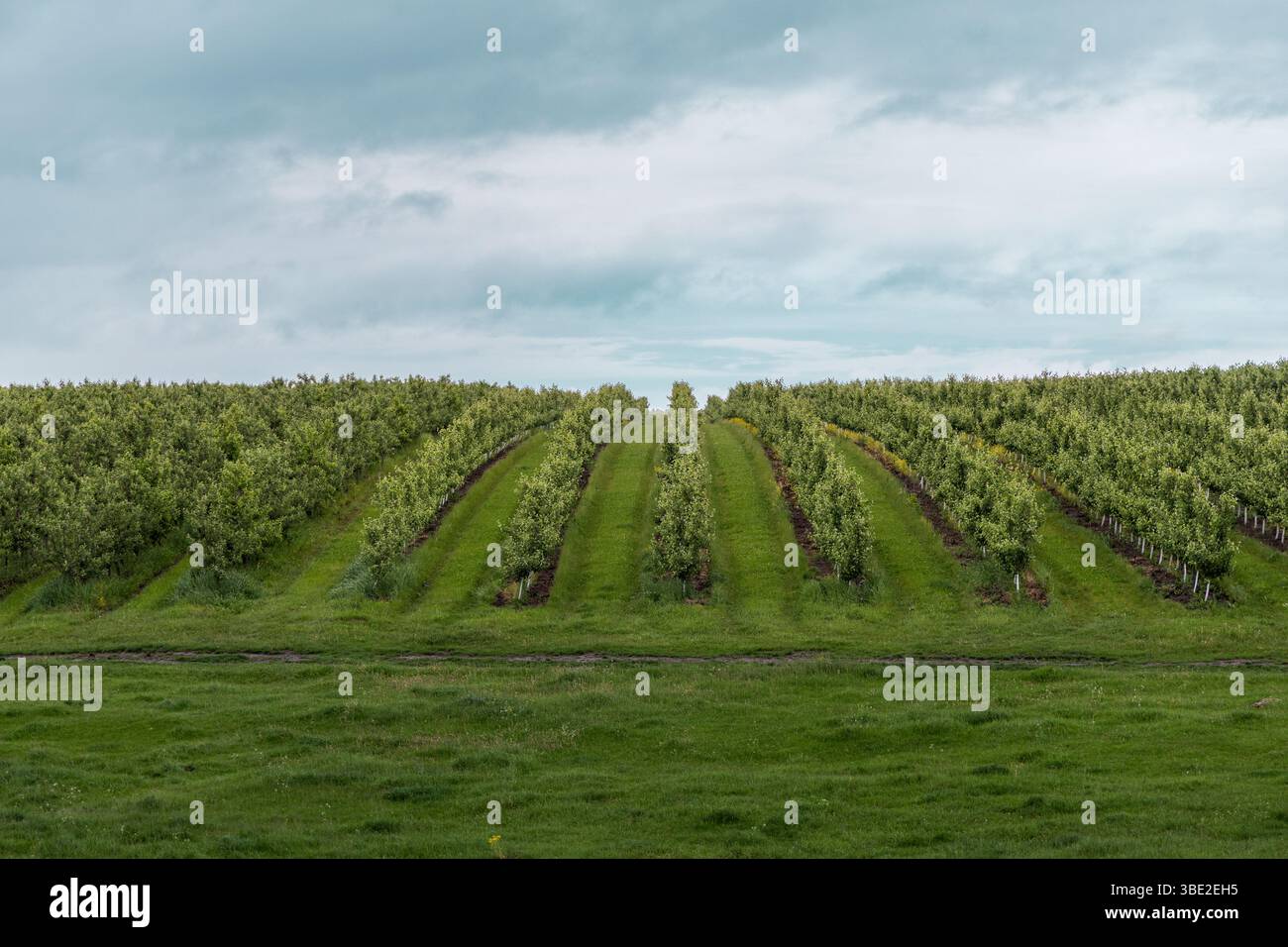 Un tranquillo frutteto sotto un cielo soffice e nuvoloso, dove la luce soffusa e diffusa esalta la ricca vegetazione. Foto Stock