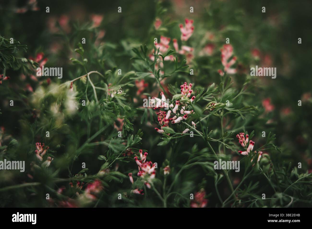 Uno sfondo da sogno caratterizzato da vibranti fiori rosa annidati in lussureggiante erba verde. I bordi leggermente sfocati mettono in risalto i delicati fiori. Foto Stock