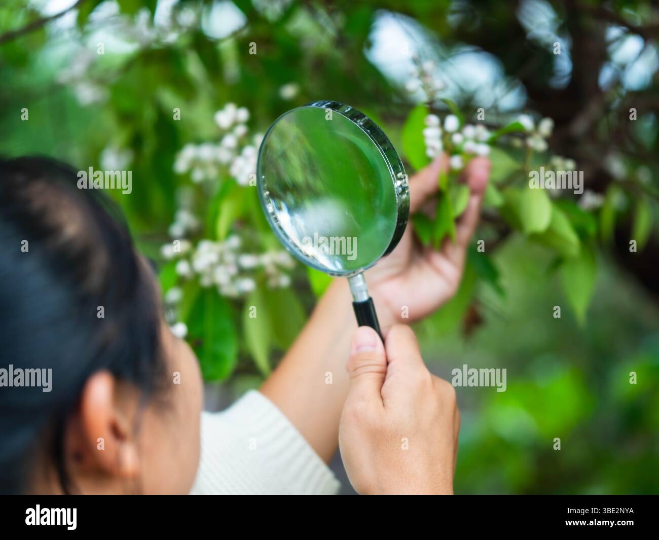 Ecologista donna studia le cose viventi in una foresta con una lente d'ingrandimento. Una scienziata ambientale ha in mano una lente d'ingrandimento per esaminare le piante. Foto Stock