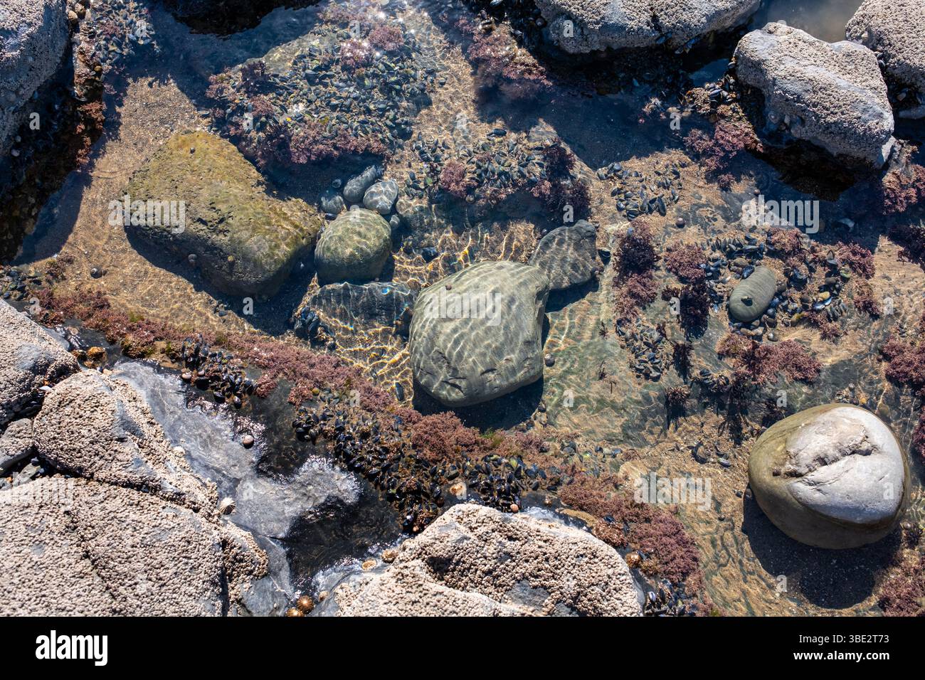 Rock Pool a Monknash Beach sulla Glamorgan Heritage Coast nel Galles del Sud, Regno Unito Foto Stock