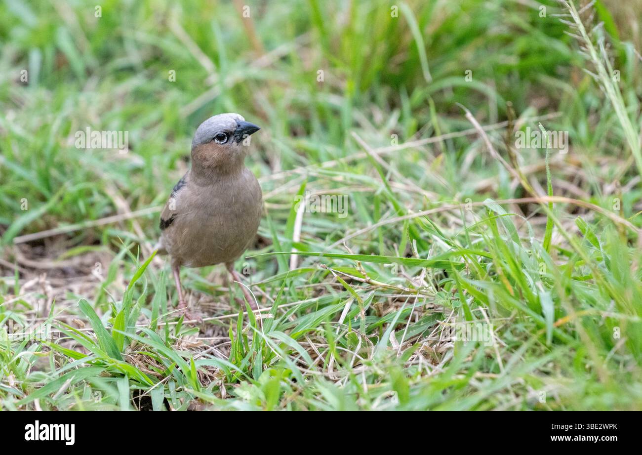tessitrice sociale con capote grigia (Pseudonigritta amaudi) Foto Stock