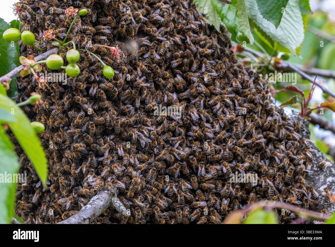 Francia, Puy de Dome, sciame di api Foto Stock