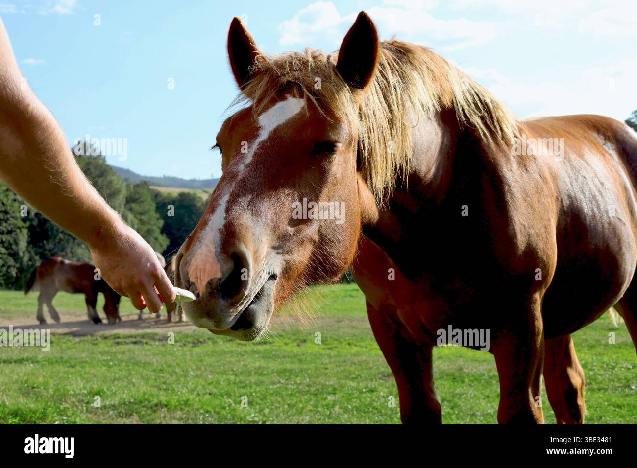 Cavallo selvaggio, marrone e bianco che viene nutrito da un uomo Foto Stock
