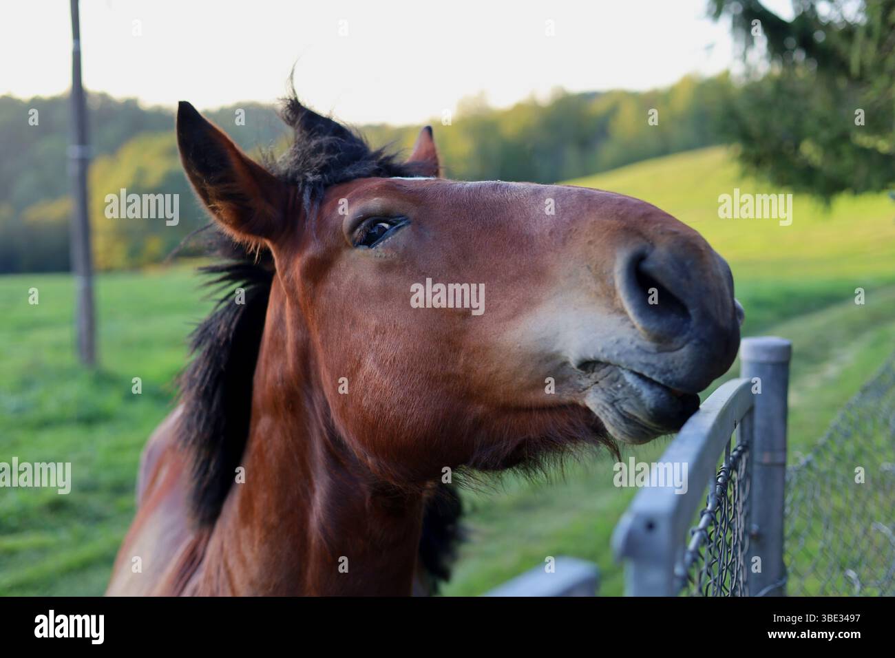 Divertente, selvaggio, cavallo bruno che arriva oltre il cancello di metallo e guarda la macchina fotografica Foto Stock