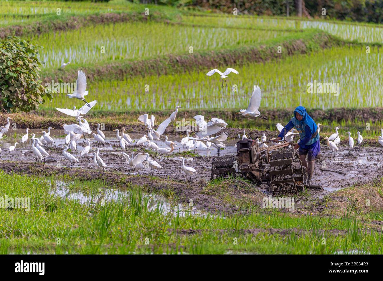 Indonesia, isola di Giava, provincia di Banyuwangi, Giava orientale, aratura nei campi di riso del villaggio di Glagah in mezzo a un gruppo di Egret innevate (Egretta thula) Foto Stock