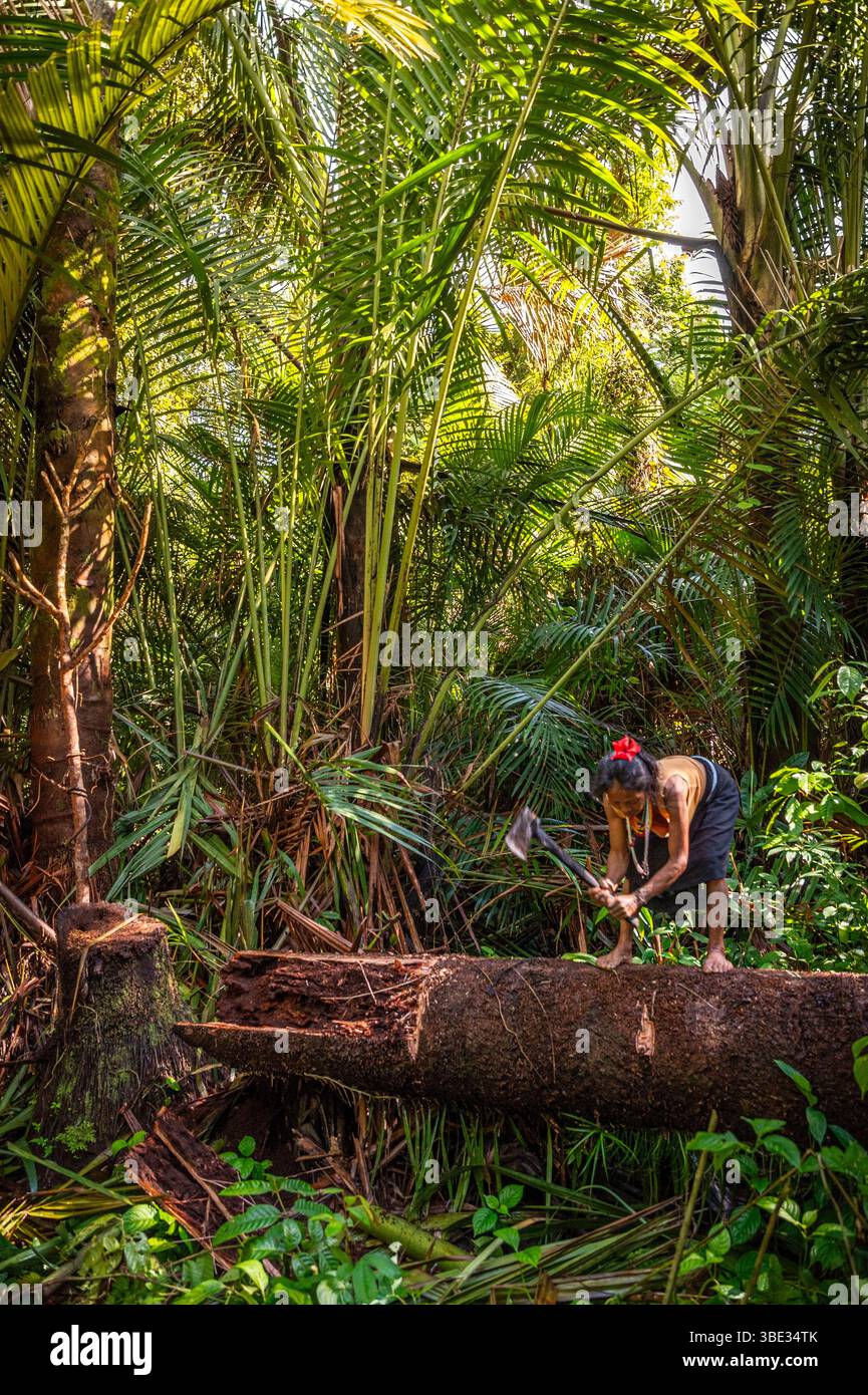 Indonesia, arcipelago di Mentawai, isola di Siberut, parco nazionale di Siberut, riserva della biosfera, tra i Mentawai o i Fiori, alla ricerca di Red Palm Weevil (Rhynchophorus ferrugineus) o di larve di Palm Worm in un tronco di albero di Sago (Metroxylon sagu) Foto Stock