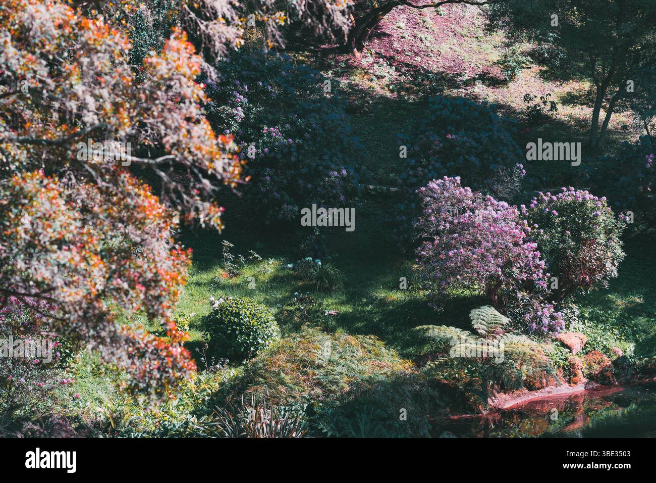 Lussureggiante giardino botanico a Sintra, Portogallo, caratterizzato da vivaci cespugli di rododendro in fiore, fogliame colorato e luce solare soffusa che getta ombre dappate Foto Stock