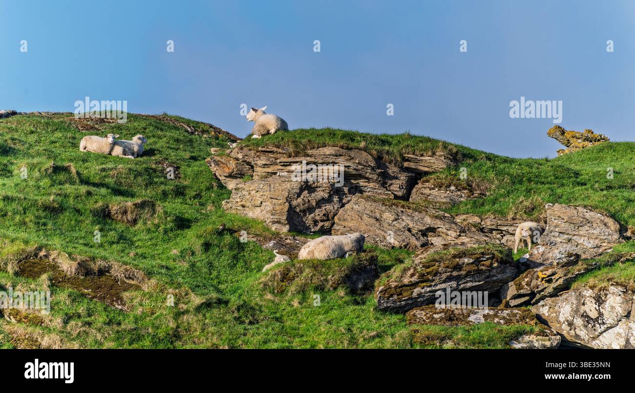Vista tranquilla delle pecore che riposano e pascolano su una pittoresca collina verde con elementi rocciosi sotto un bellissimo cielo blu. Foto Stock