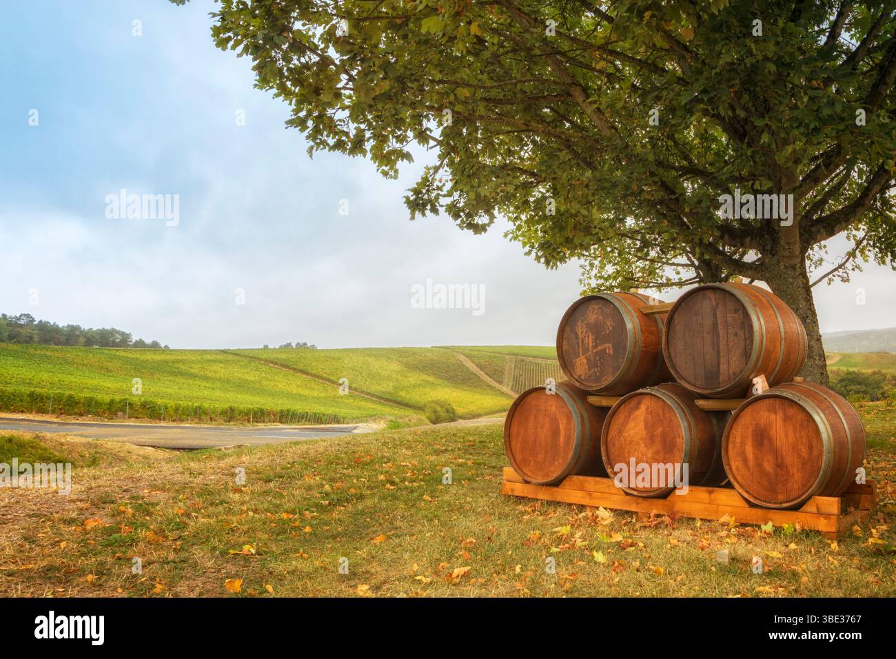 Pile di botti di vino sotto un acero nella regione dello Champagne, vigneti sullo sfondo, Aube, Francia Foto Stock