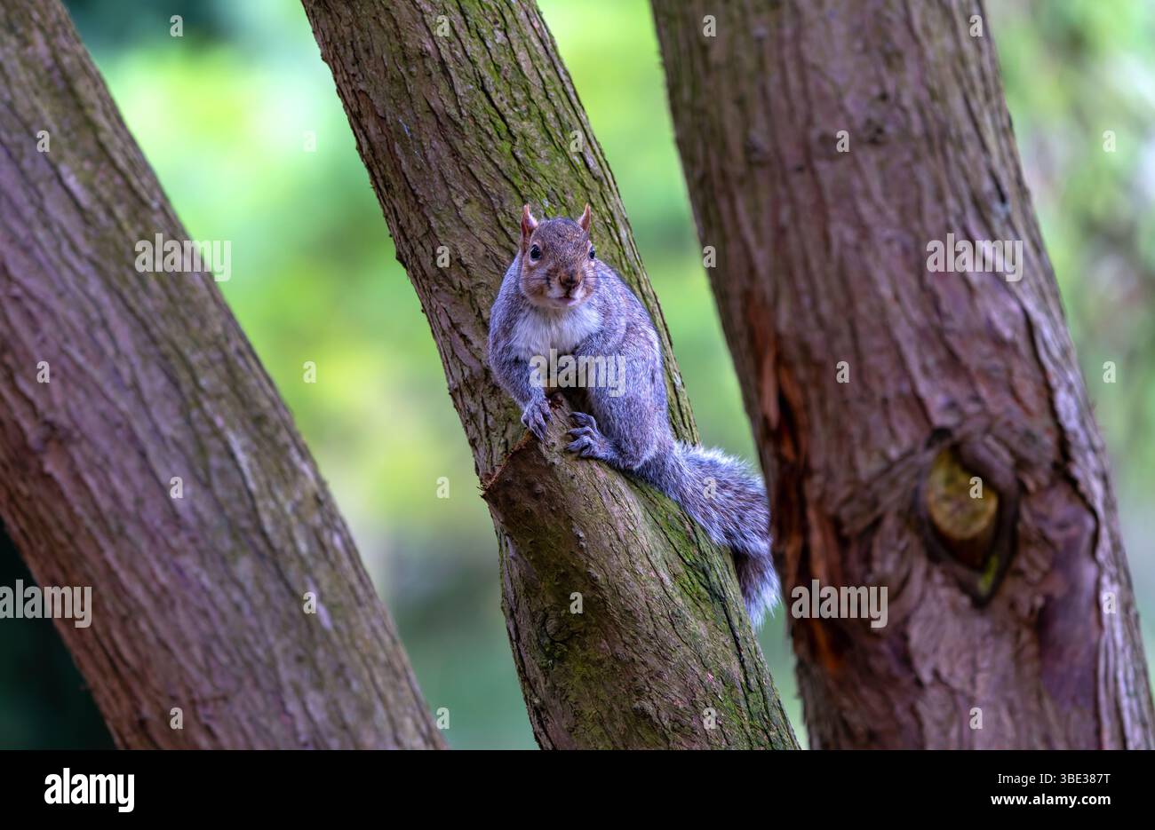 Scoiattolo grigio orientale "Sciurus carolinensis", rivolto in avanti. Mammifero selvatico con il viso carino e la coda cespugliosa. Dublino, Irlanda Foto Stock