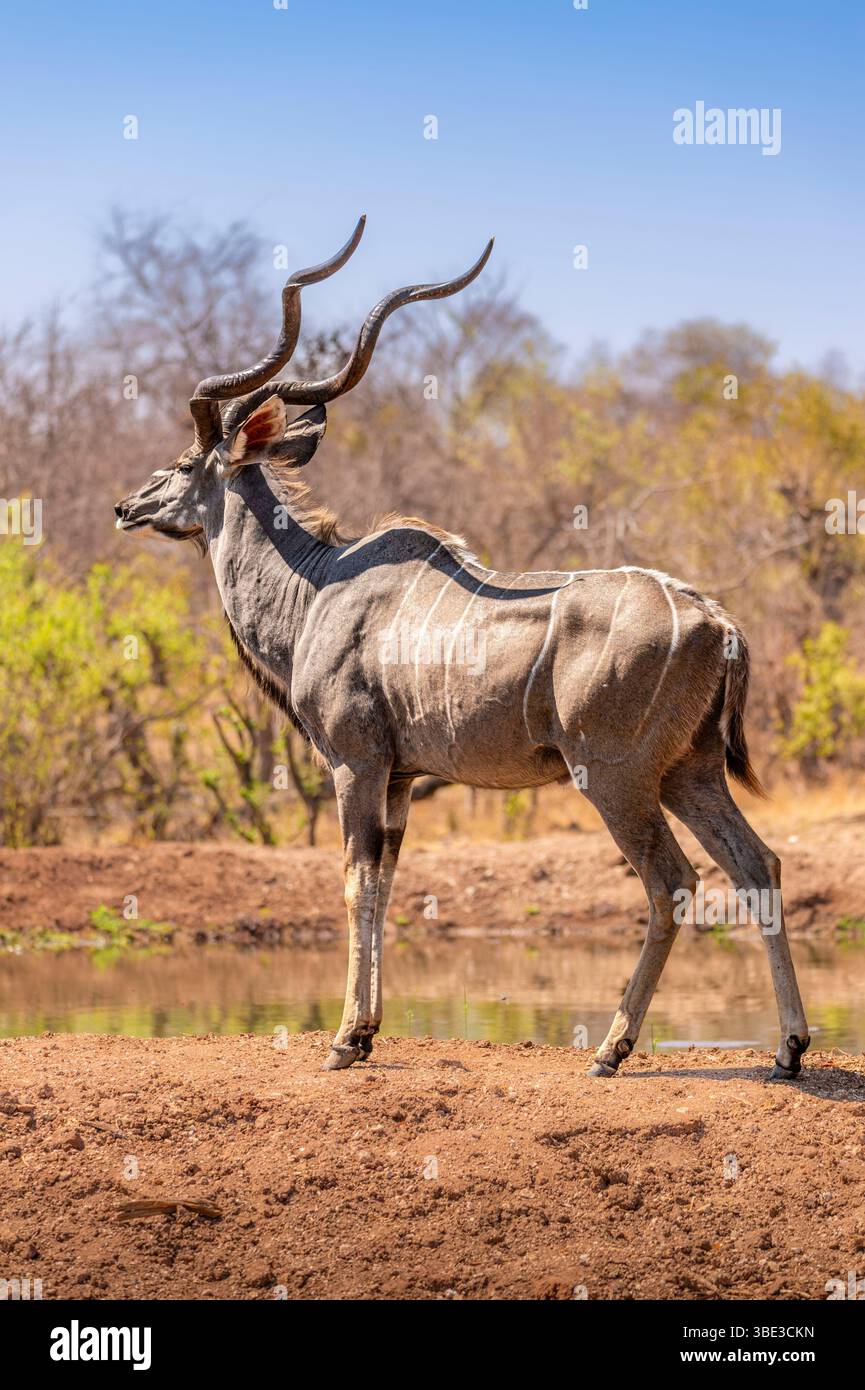 Zimbabwe, Matabeleland provincia settentrionale, distretto di Hwange, grande kudu (Tragelaphus strepsiceros) maschile Foto Stock