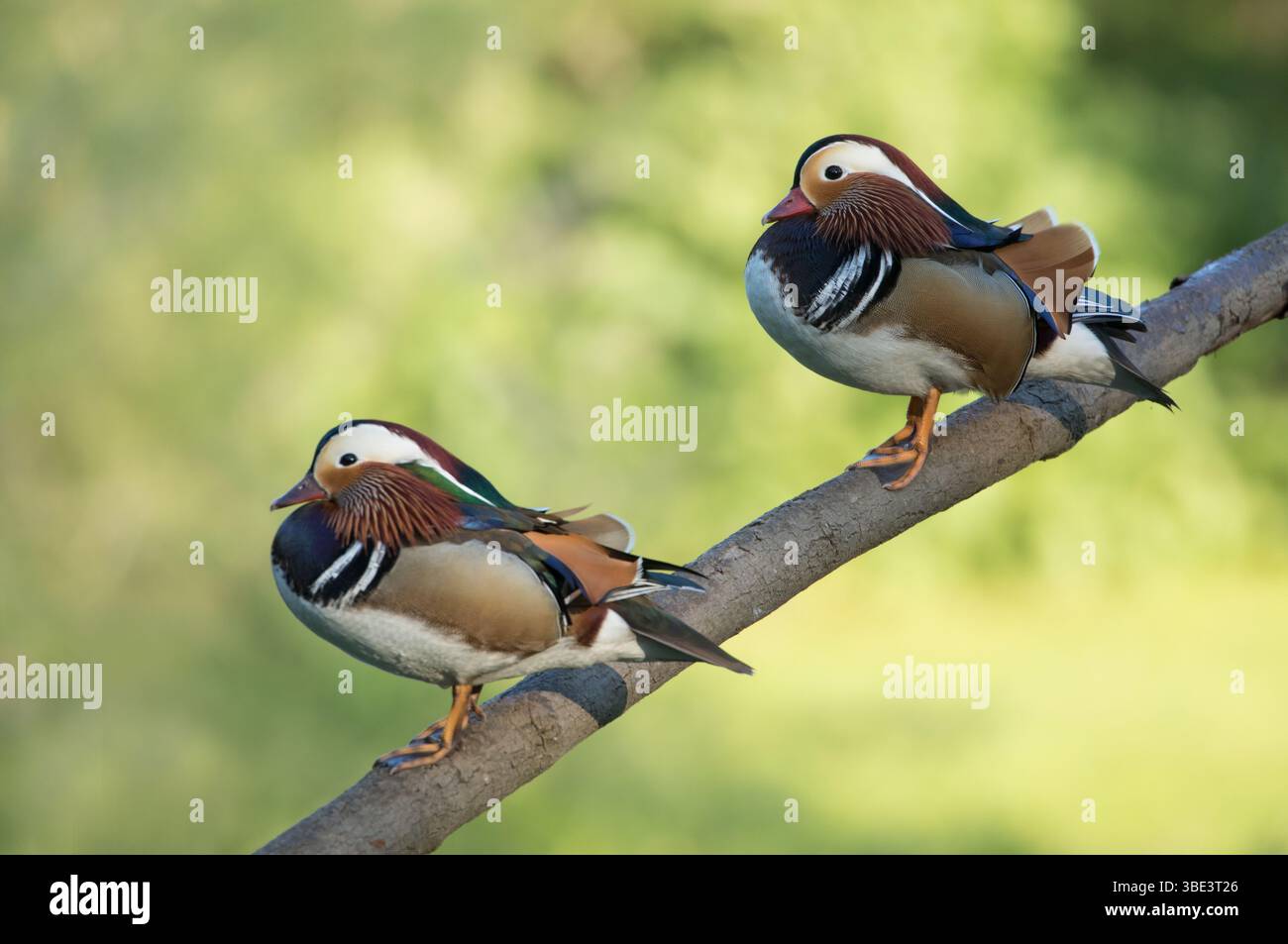 Due anatre mandarine su un Perch, North Yorkshire Foto Stock
