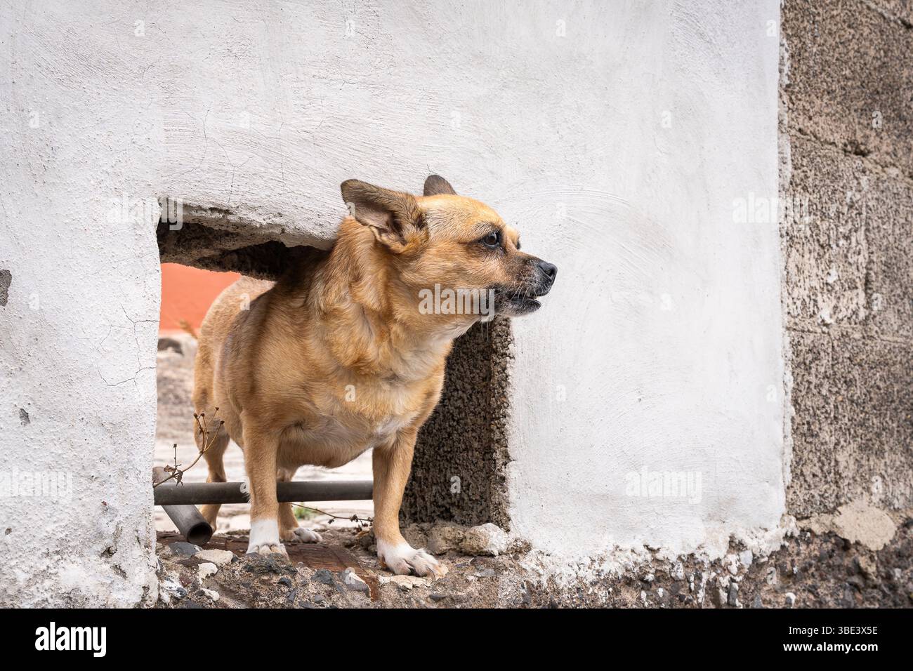 Piccolo cane Chigi Chihuahua Corgi di rame. Chihuahua Corgi Mix-Chigi a guardia del cortile. Foto Stock
