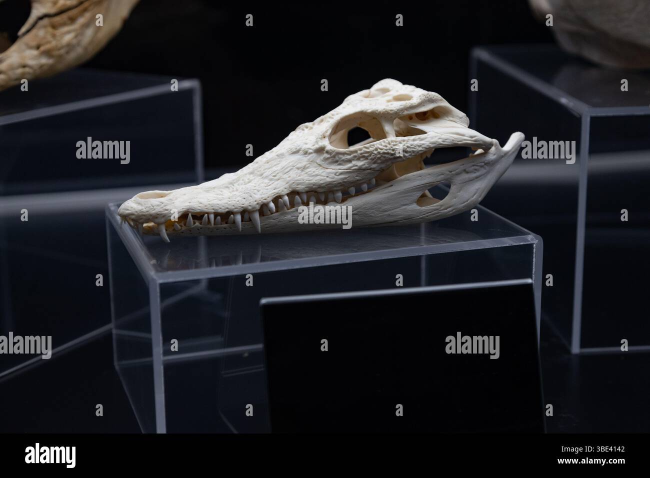 Cranio di coccodrillo nel profilo - rettili - tartarughe e tartarughe, coccodrilli.cranio di coccodrillo (Crocodylus niloticus-rezent). Foto Stock