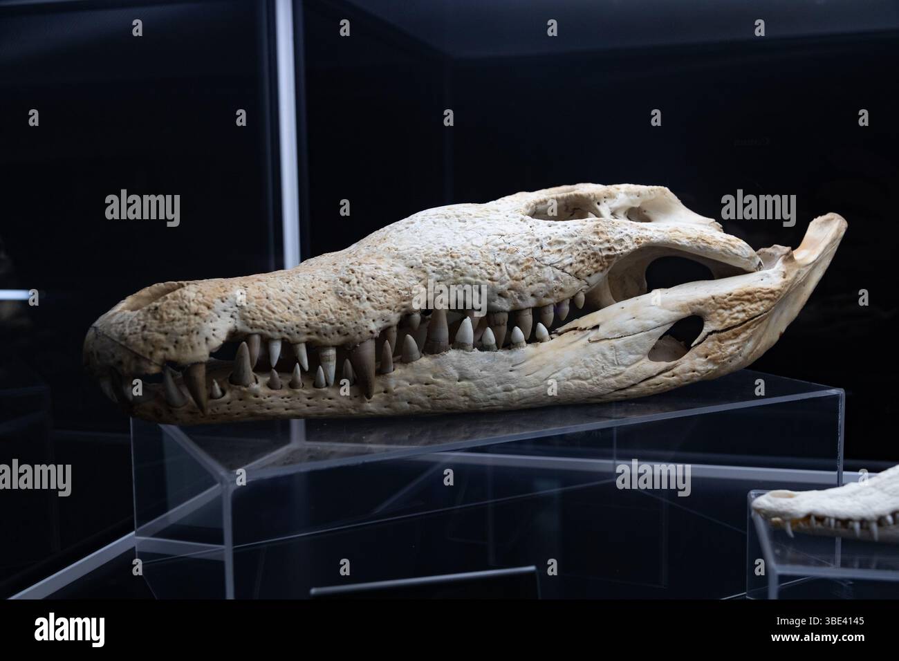 Cranio di coccodrillo nel profilo - rettili - tartarughe e tartarughe, coccodrilli.cranio di coccodrillo (Crocodylus niloticus-rezent). Foto Stock