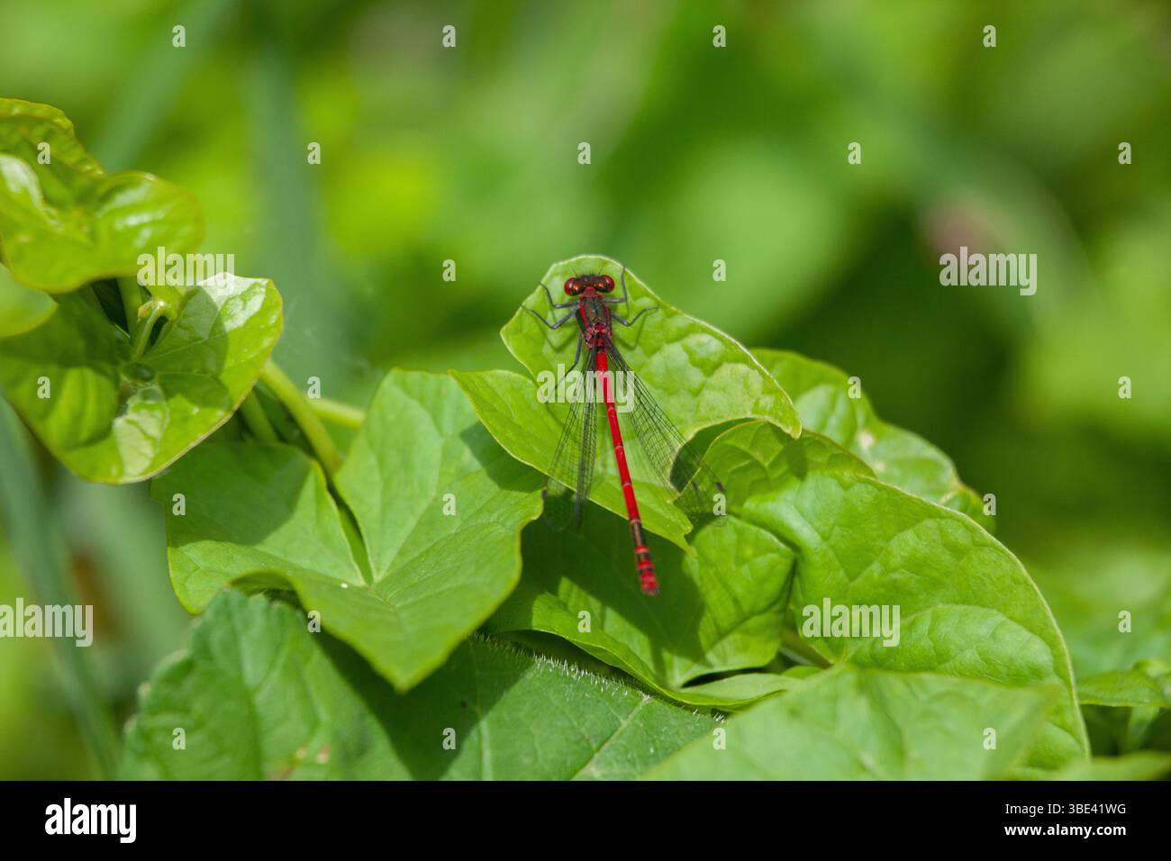 Maschio grande Damselfly rossa a riposo sulla foglia (Pyrrhosoma nymphala) Foto Stock