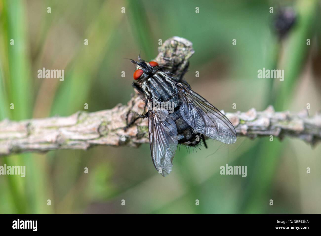 Specie di mosche (vere mosche, specie di Diptera) con occhi rossi e torace striato, Regno Unito Foto Stock