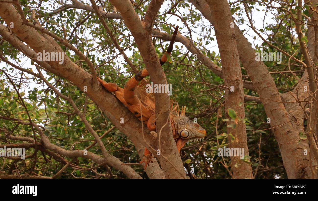 Las iguanas Abundan en este parque y son parte del ecosistema de la región Foto Stock