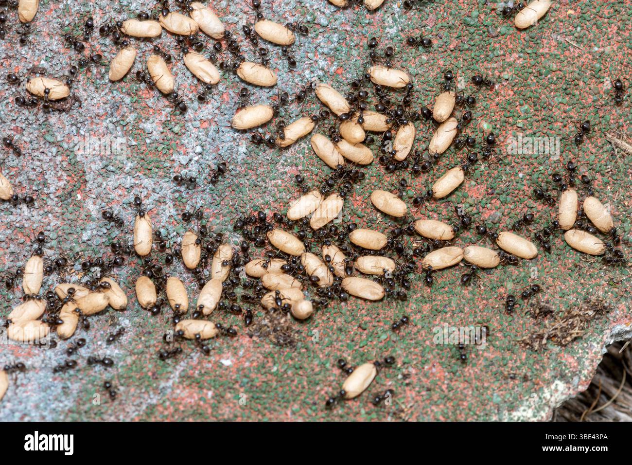Colonia di formiche del giardino nero (Lasius niger), formiche che curano i bozzoli nel nido sotto una lastra di pavimentazione, Surrey, Inghilterra, Regno Unito Foto Stock
