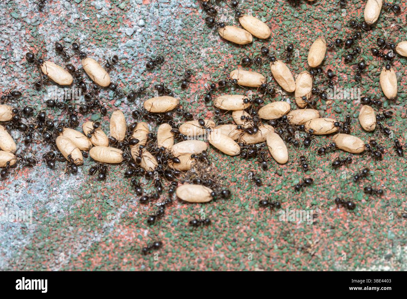 Colonia di formiche del giardino nero (Lasius niger), formiche che curano i bozzoli nel nido sotto una lastra di pavimentazione, Surrey, Inghilterra, Regno Unito Foto Stock