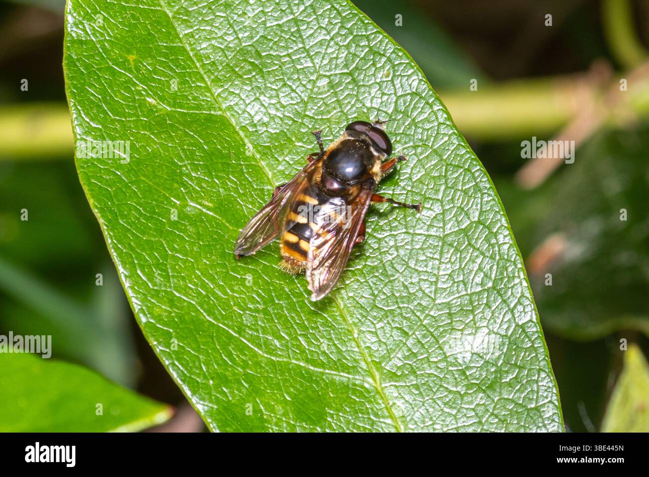 Bog hoverfly (Sericomyia silentis, chiamato anche hoverfly di torba barrata gialla), Inghilterra, Regno Unito Foto Stock