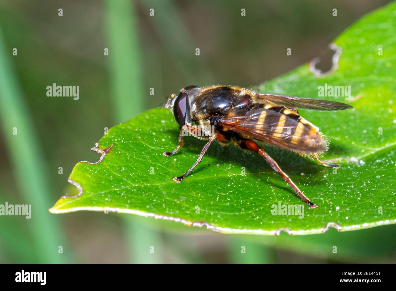 Bog hoverfly (Sericomyia silentis, chiamato anche hoverfly di torba barrata gialla), Inghilterra, Regno Unito Foto Stock